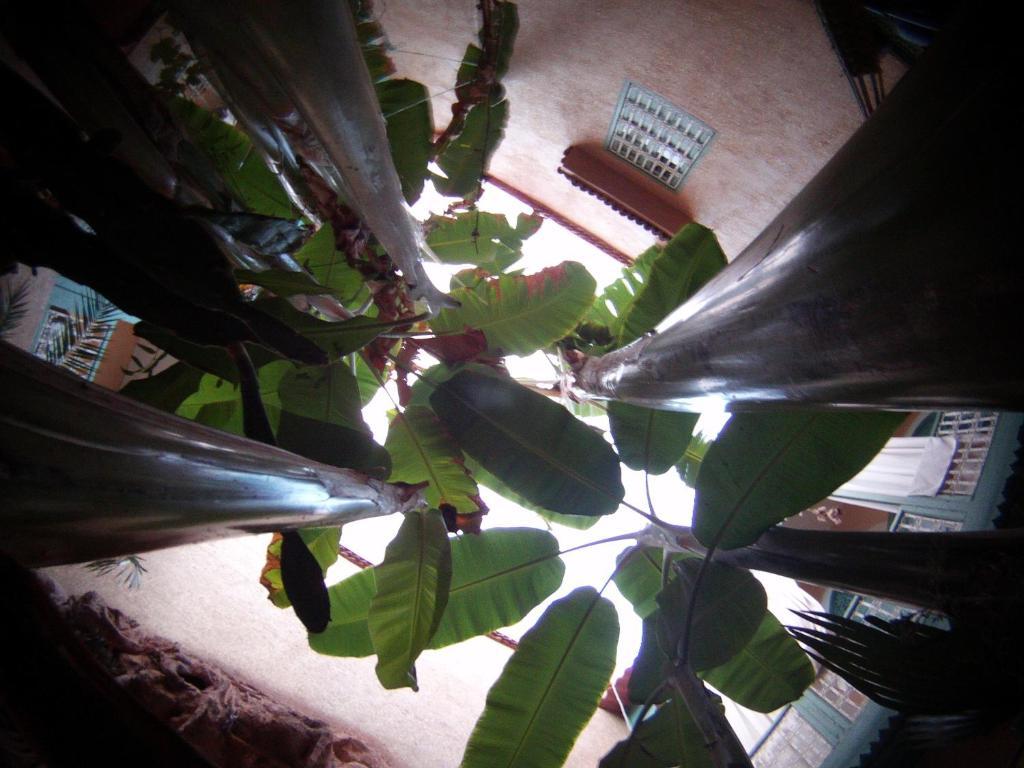 Riad Dar Mchicha Marrakesh Eksteriør billede