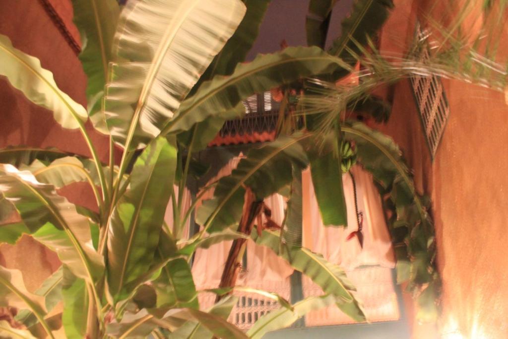 Riad Dar Mchicha Marrakesh Eksteriør billede